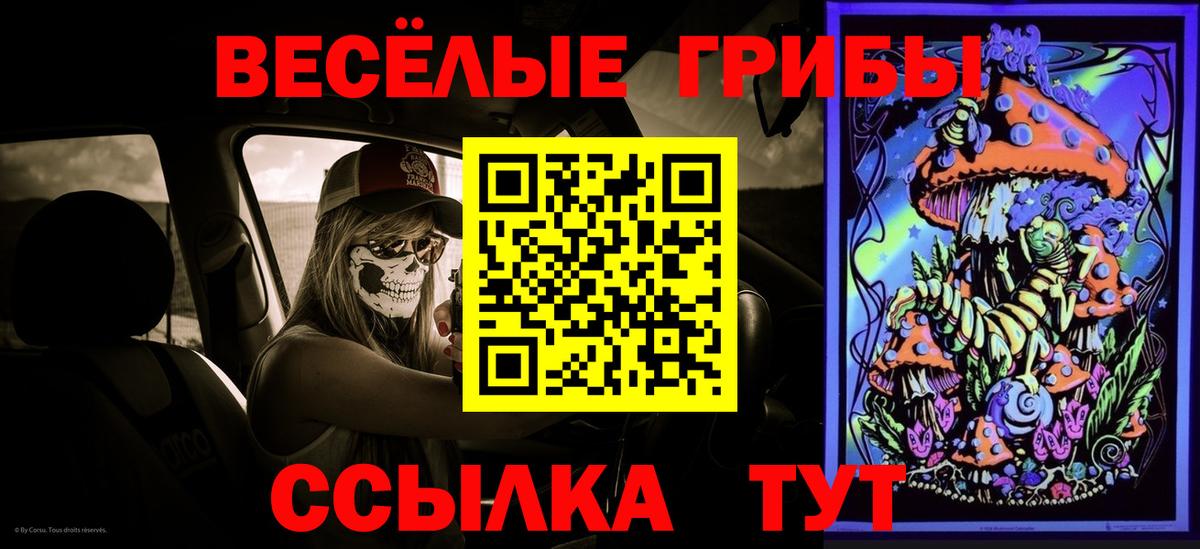 Псилоцибиновые грибы Psilocybe Сосновый Бор